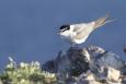 Sooty tern (Credit: Daniel Clark USFWS) a small white bird with a black head is perched up on a rock